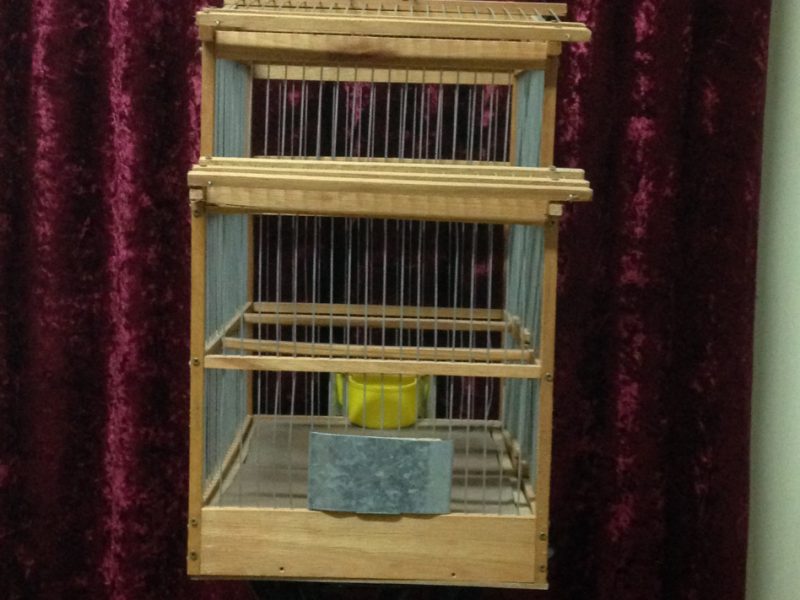 Cage au Canari